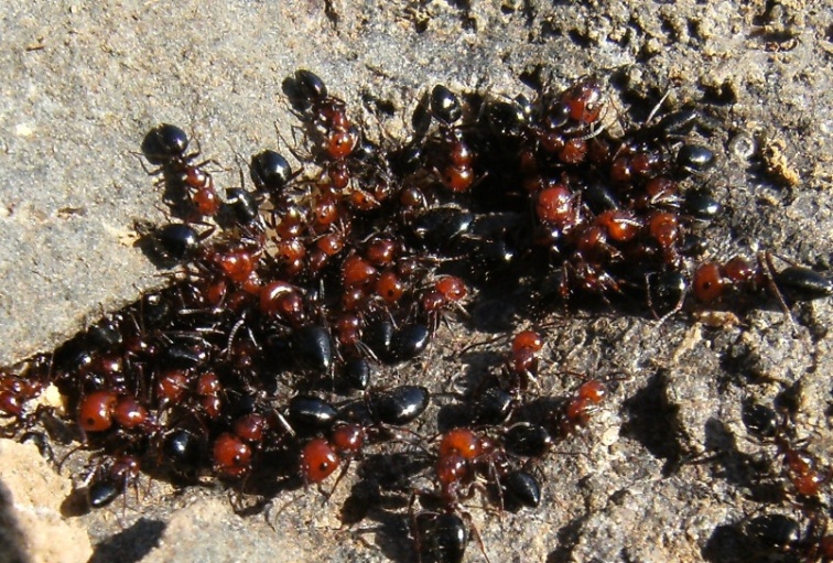 Camponotus lateralis (Formicidae)